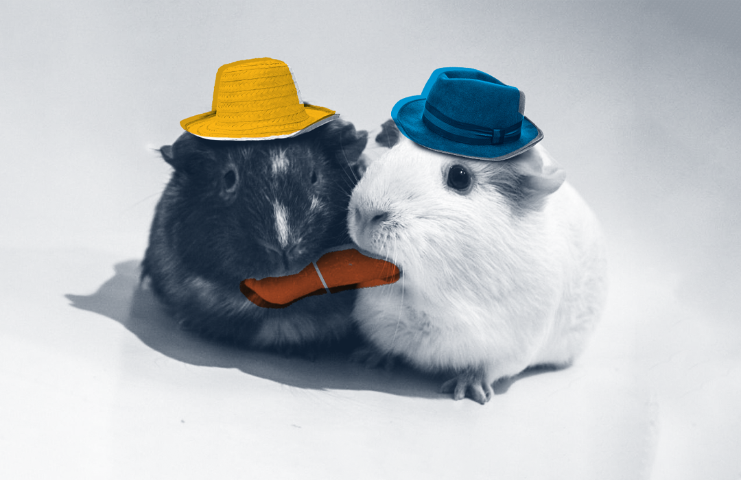 two guinea pigs in tiny hats collaborate on a tasty carrot